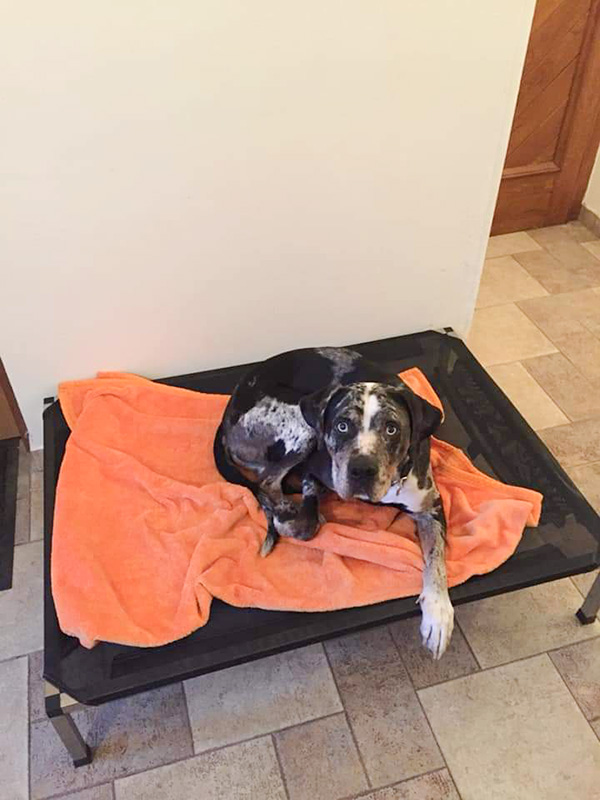 v catahoula